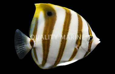 Ocellate Butterflyfish