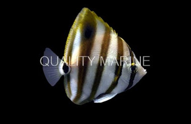 Ocellate Butterflyfish :: 13055
