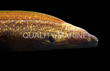 Grayface Moray Eel :: 16066