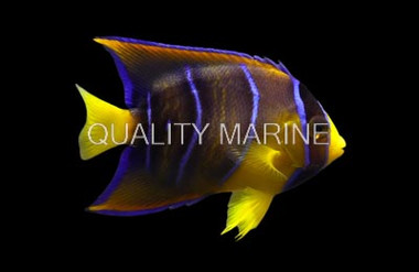 Queen Angelfish, Brazil Juvenile :: 10209