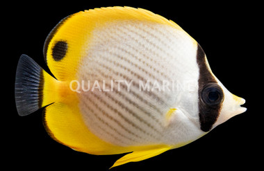 Philippine Butterflyfish