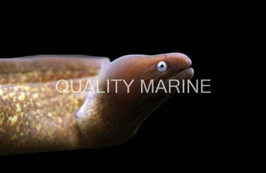 Purplemouth Moray Eel :: 16037
