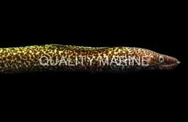 Spotted Moray Eel :: 16065