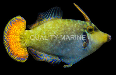 Redtail Filefish
