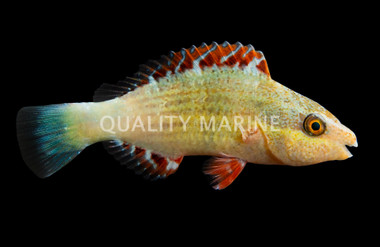 Colored Parrotfish :: 24006
