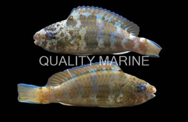Blue Barred Parrotfish :: 24015