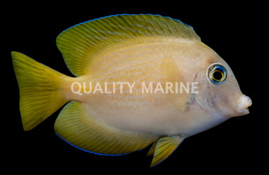 Short Tail Bristletooth Tang