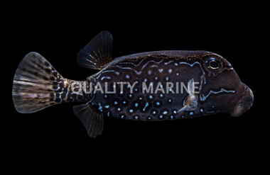 Reticulate Boxfish
