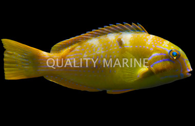 Blackspot Tuskfish