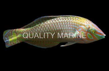 Bubblefin Wrasse :: 33901