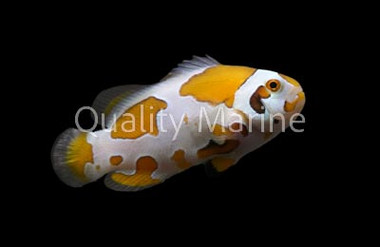 Bali Storm Ocellaris Clownfish, Bali Aquarich :: 49448