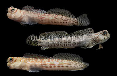 Assorted Blenny :: 12532