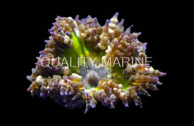 Green Rock Flower Anemone :: 50071