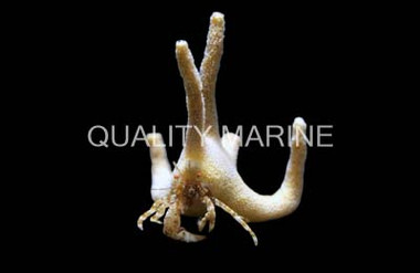 Staghorn Antler Crab  :: 52515