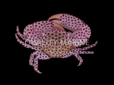Red Spotted Trapezia Crab :: 52587