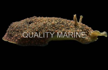 Green Sea Hare :: 55030