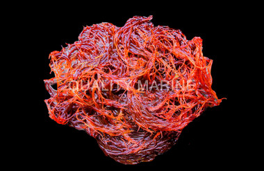 Red Gracilaria Algae :: 60043