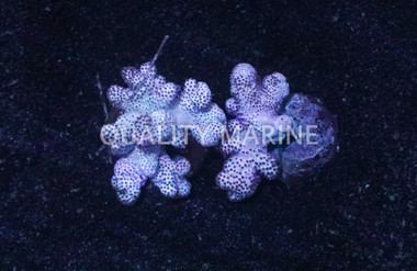 Cauliflower Cladiella Nano :: 51556