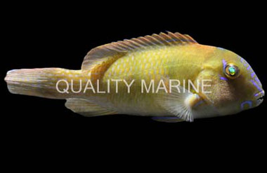 Grass Tuskfish :: 33921
