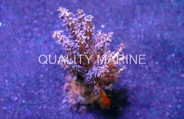 Christmas Tree Coral :: 51519