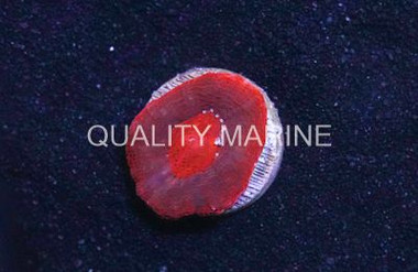 Acan Bowerbanki, Red :: 52611