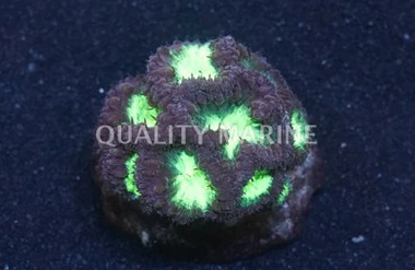 Green Blastomussa Wellsi Coral :: 84030