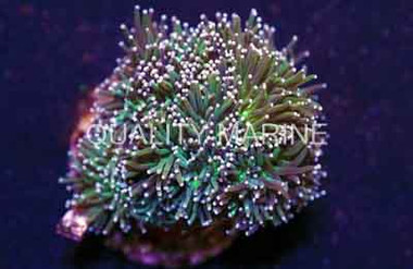 Purple Tip Green Torch Coral :: 62452