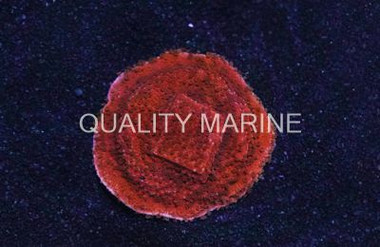 Monti Cap, Orange :: 52618