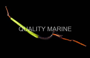 Mangrove Seed Pod :: 60001