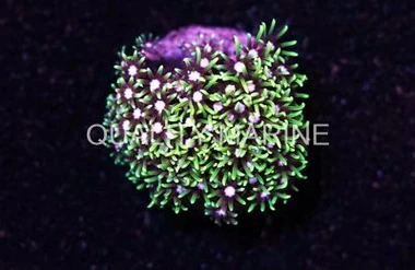 Star Metallic Green, Nano :: 55703