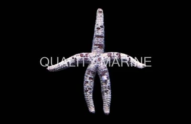 Grained Sea Star :: 35907