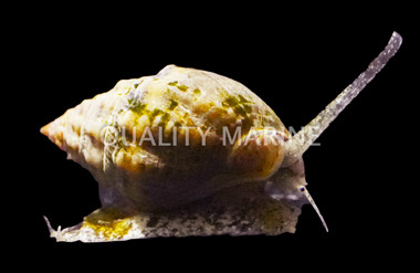 Baja Nassarius Snail :: 57103