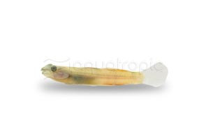 Sicyopterus Red Belted Goby :: 11976