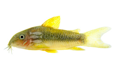 Gold Laser Cw010 :: 17053