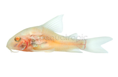 Peppered Albino :: 17075