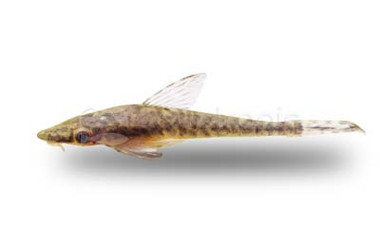 Otocinclus Gigante :: 17332