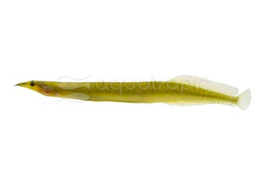 Zebra Spiny Eel :: 26006