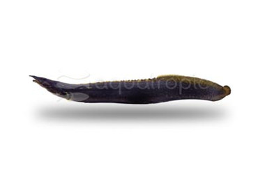 Unicolor Eel :: 26014