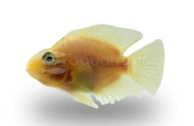 Parrot White :: 26451