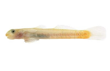 Sicyopus Big Red Goby :: 30028