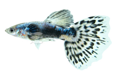 Variegated Blue Dumbo Ear Guppy, Male :: 33093