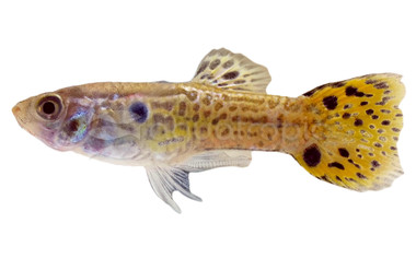 Green Cobra Guppy, Male  :: 33110
