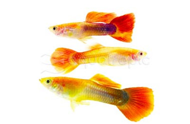 Tux Red Blonde Guppy, Male :: 33113