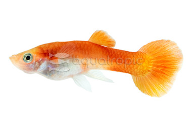 Red Blonde Guppy, Male :: 33132
