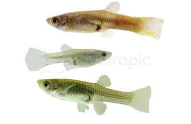 Mixed Colors Endler's Guppy, Female  :: 33507