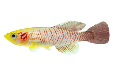 Gold Guentheri Killifish :: 37015