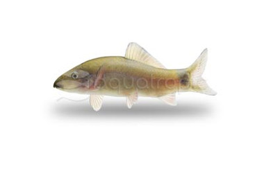 Yellow Tail Loach :: 43014