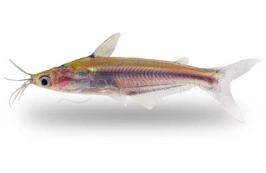 Borneo Whiskered :: 45264