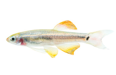 Dwarf Cardinal Minnow :: 46004