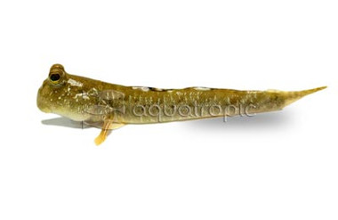 Boddart's Goggle-eyed Mudskipper, Juvenile :: 49527